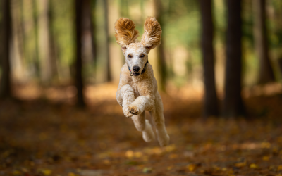 Furry Fun Galore: Embracing Joyful Activities and Hobbies with Your Beloved Pets