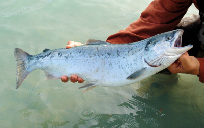 Pursuing the Elusive: Proven Strategies for Landing Monster Catches