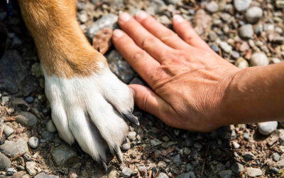 Paw Protection and Comfort: The Ultimate Guide to Dog and Cat Paw Care