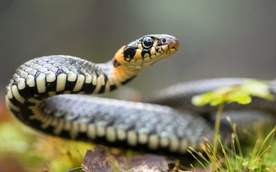 From Panic to Poise: Effectively Handling a Snake Encounter in the Wild